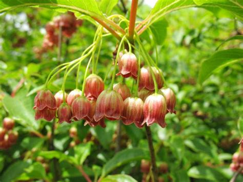 吊鐘花種植|倒掛金鐘(吊鐘花):形態特徵,地理分布,生長習性,主要品種,栽培技術…